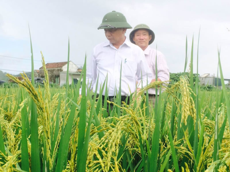 Đồng lúa giống Công ty Vĩnh Hòa - Cơ giới hóa nông nghiệp