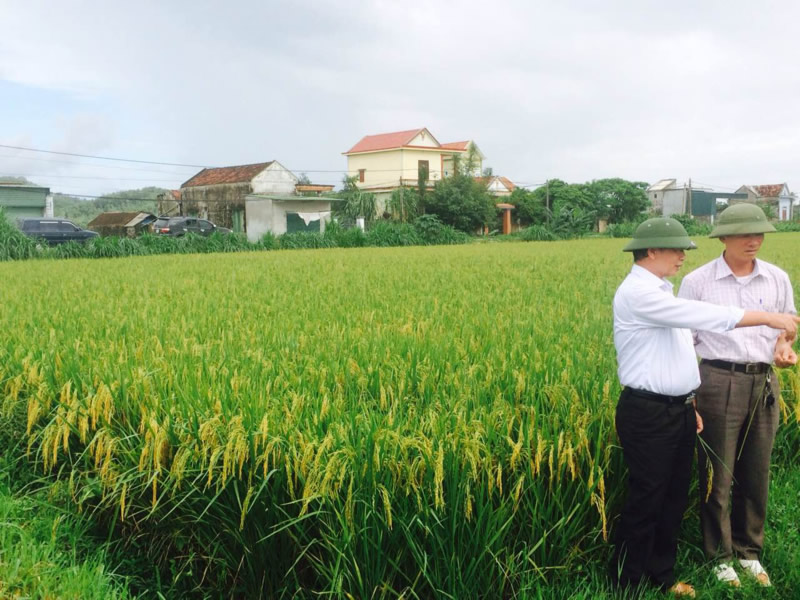Đồng lúa giống Công ty Vĩnh Hòa - Cơ giới hóa nông nghiệp
