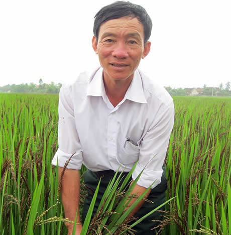 Nông dân Phan Văn Hòa và giống lúa quý